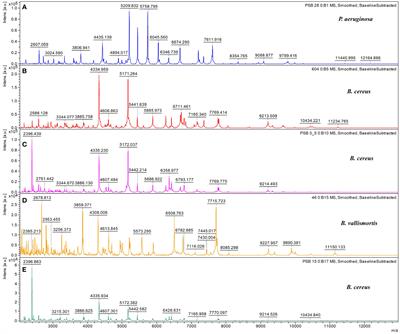 Bacillus vallismortis TU-Orga21 blocks rice blast through both direct effect and stimulation of plant defense